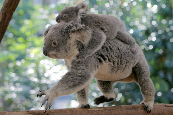 Lone Pine Koala Sanctuary Admission with Brisbane River Cruise - Accommodation Main Beach